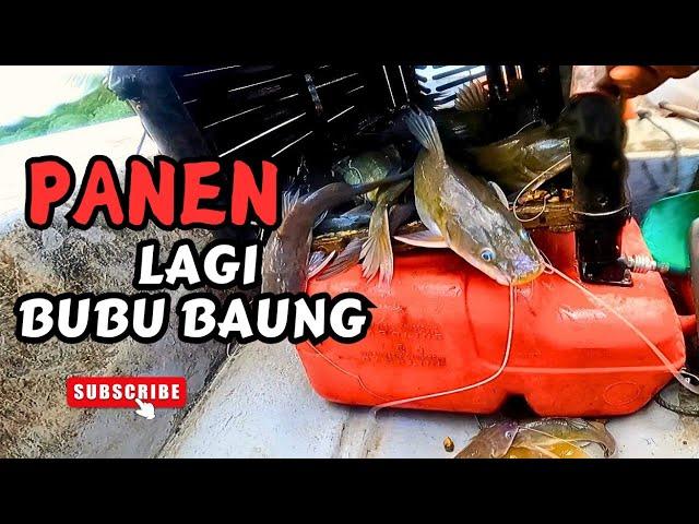 [ Catch&Sell ] BUBU BAUNG PANEN LAGI #vlog144  #unlimitedhobby #unlimitedfishing #amazinghobby