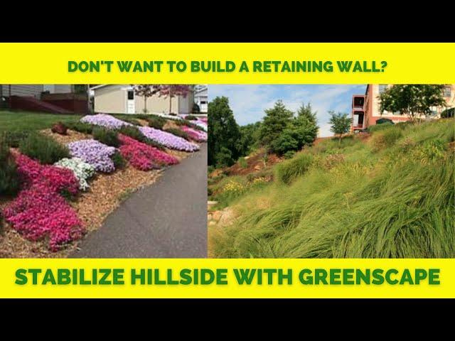 HILLSIDE STABILITY USING PLANT MATERIAL | HOW TO and What Plants to Use