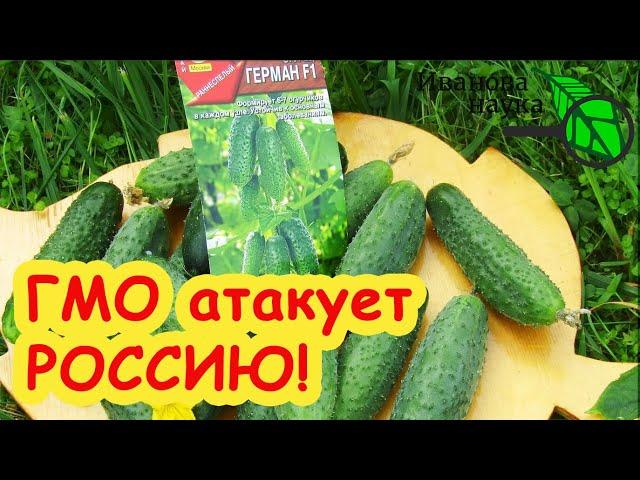 Семена Партнер, Семена Алтая и Аэлита торгуют ГМО? МНЕНИЕ ГЕНЕТИКА: сколько люди скупают ГМО семян.