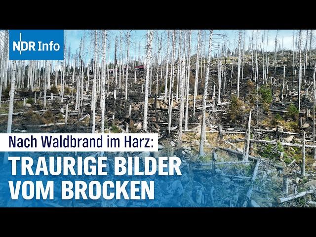 Brand im Harz: Waldbrand am Brocken unter Kontrolle – Erste Bilanz der Feuerwehr| NDR Info