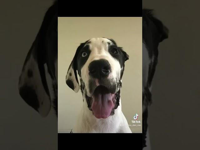 HBD, Elliott! #dog #greatdane #bestfriend
