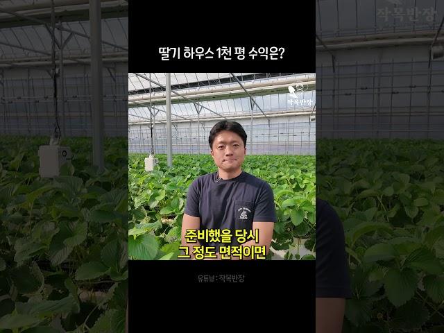 딸기 농사 1천평 수익은?