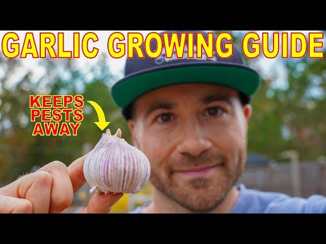 How To PLANT GARLIC For A PEST FREE GARDEN Next Season