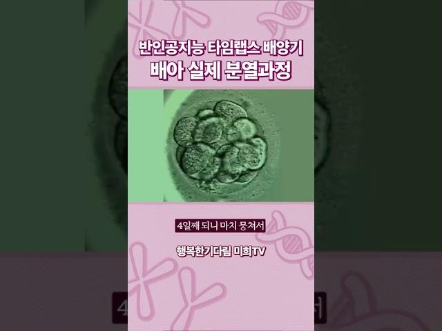 [실제] 시험관아기시술 배아 분열 과정을 보여드립니다 (feat. 타임랩스 배양기)｜광주미래와희망 난임 클리닉 제공