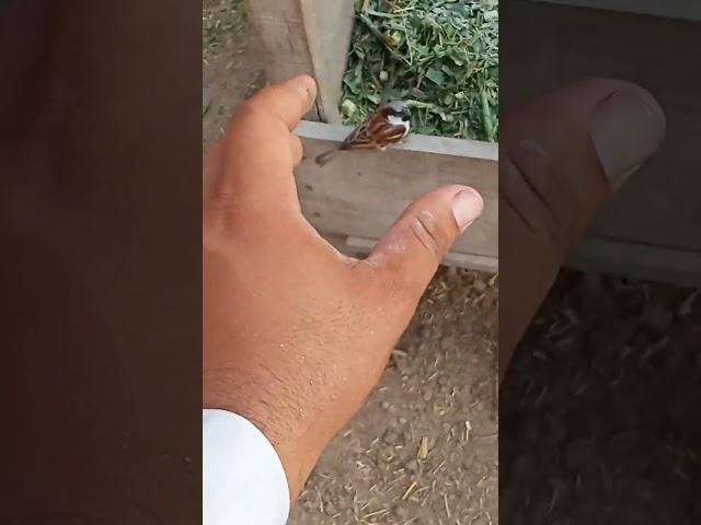 Catch a bird | #birds #trap #catch #birds #shorts #short #youtubeshorts #shortvideo #birds #trap