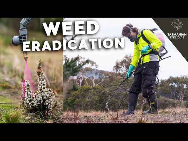 Weed eradication in South Arm - Tasmania