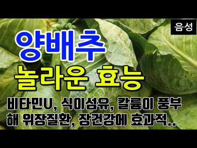 [#양배추효과] 양배추의 놀라운 효능 10가지 (비타민U, 식이섬유, 칼륨이 풍부해 위장질환, 장건강에 효과적..)