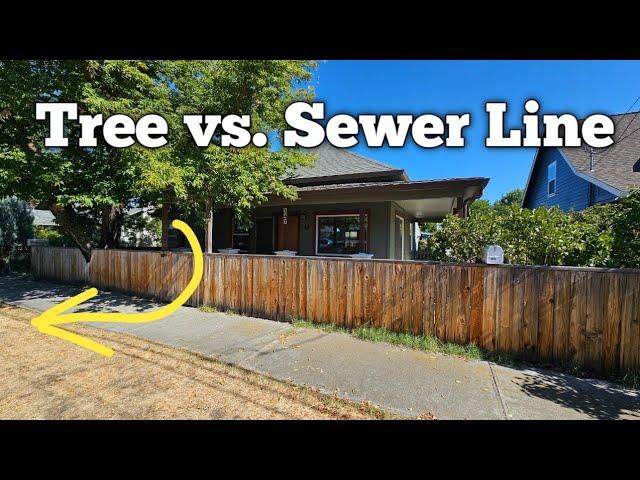 Tree vs. Sewer Line. Would You Cut it Down?