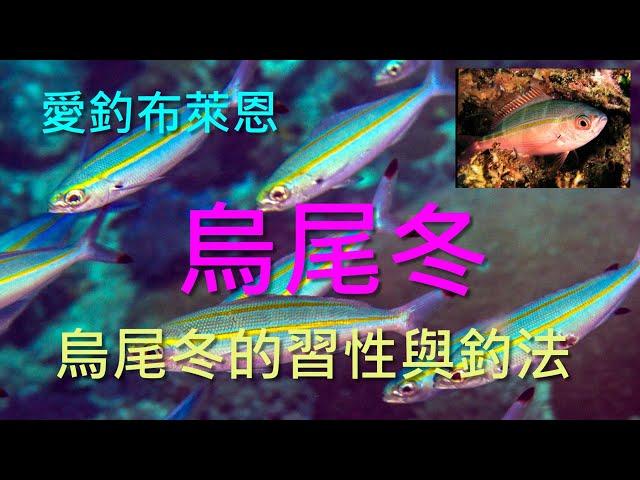 (5) 烏尾冬的習性與釣法【知魚不龜系列】