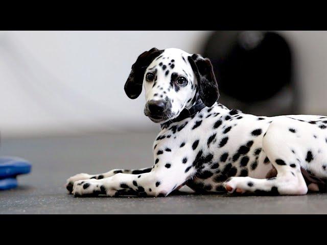 Docking training with a cookie and cream Dalmatian [Puppy training]