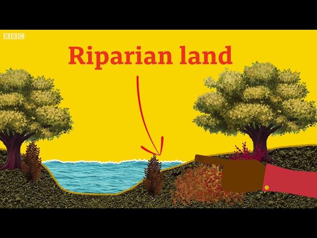 What is Riparian Land? - BBC What's New