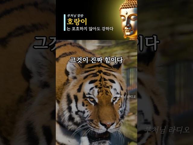 부처님 말씀: 호랑이는 포효하지않아도 강하다| 인생명언, 삶의지혜 #부처님말씀 #불교명언 #깨달음