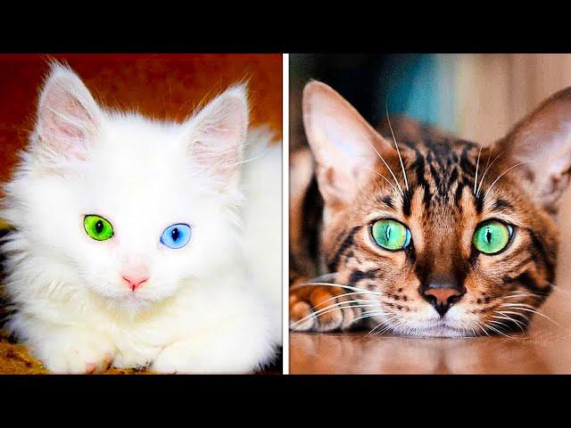 Самые Необычные Породы Кошек в Мире