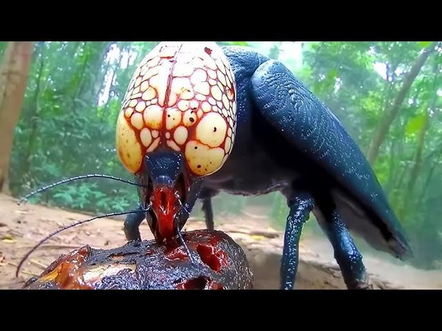 Most Dangerous Insects In The World