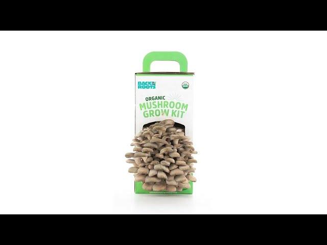 Back to the Roots Organic Mushroom Kit Timelapse (Pearl Oyster Mushrooms)