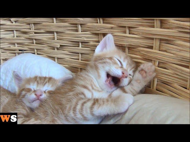 Mother Cat Licks Kitten's Face and the Kitten Starts Dreaming