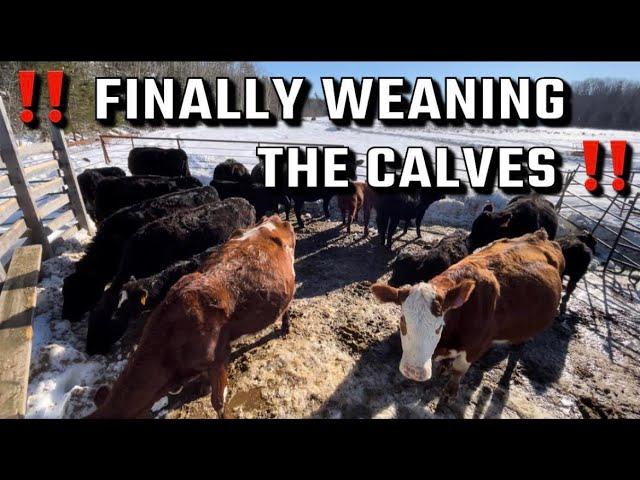 The Day Goes HALF Way As Planned!! | Ranching In Nova Scotia, Canada