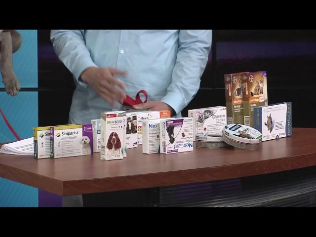 Best flea and tick medications for your dog