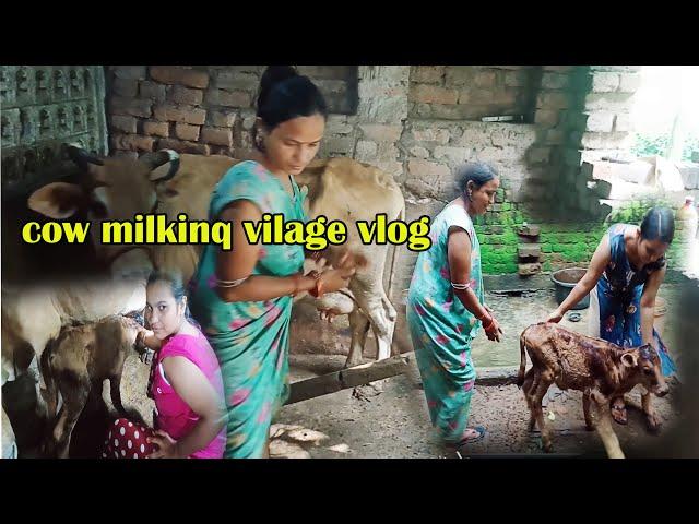 श्रिया जी की नाइट cow  milking//cow milking vlog//my vlog