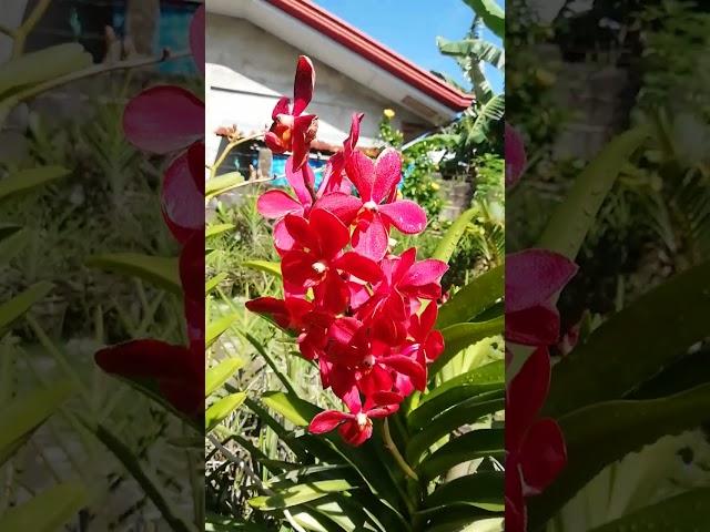 Red flower#orchidlovers #vanda#plantita#flowers#red