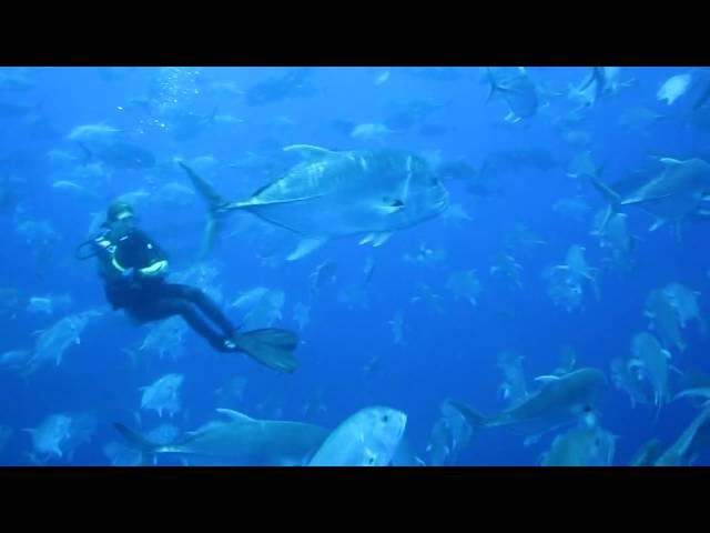 Swimming with Giant Jackfish, Camel Dive Club