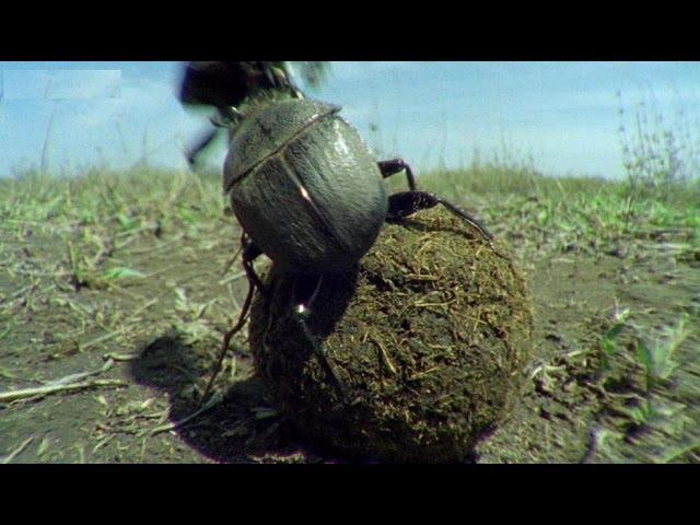 Kung Fu Dung Beetles | Operation Dung Beetle | BBC Earth