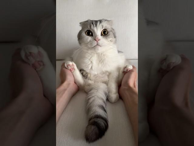  #猫 #cat