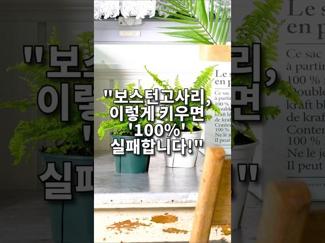 "보스턴고사리, 이렇게 키우면 '100%' 성공이렇게 키우면 '100%' 성공합니다!"