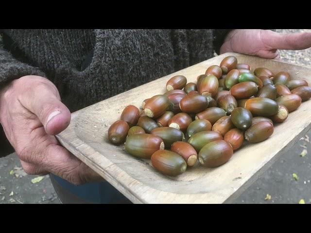 Mangiare le GHIANDE:  farina e pane