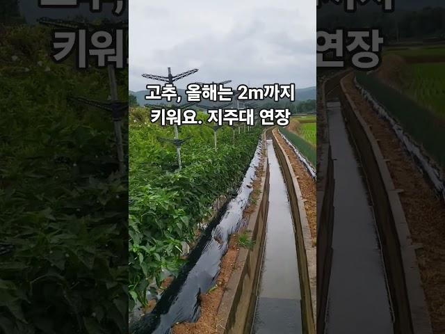 (에듀파머) 고추 올해는 2m까지  키워볼랍니다.