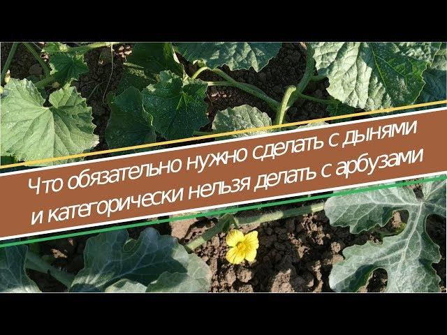 Как вырастить арбуз в домашних условиях, часть 2 - формирование арбузов и дынь