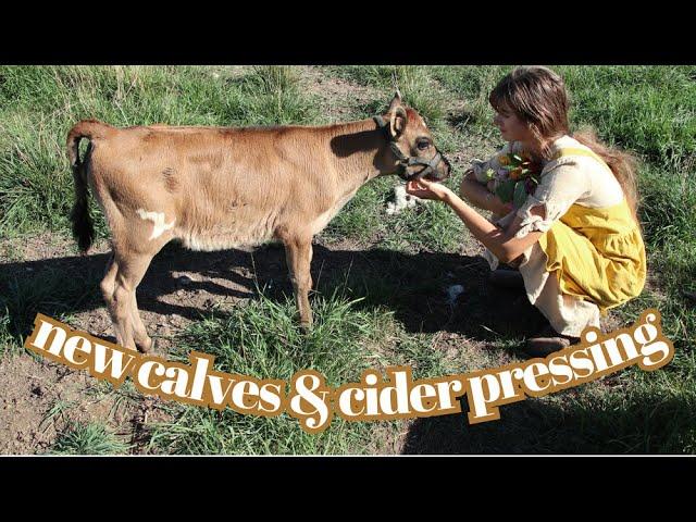 Summer Vlog | New Heifer Calf | Cider Pressing