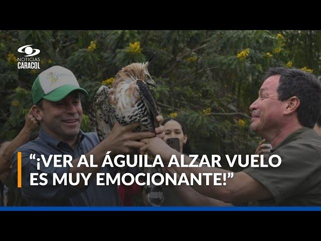 En Cali, ad-portas de COP16, liberan a águila coronada herida por cazadores