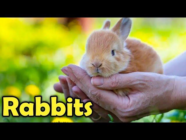 Beginner's Guide to Care for a Pet Rabbit!