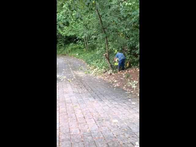 Slow Motion Tree