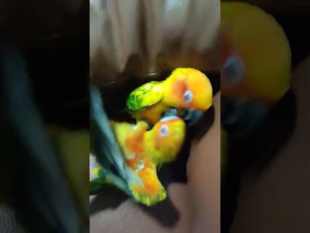 Sun Conure Fighting || Ziggy vs Roe