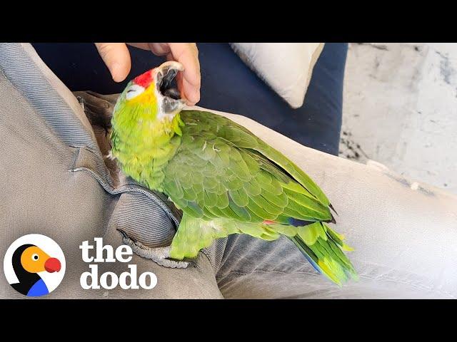 Parrot Shows Up At This Couple's House At Just The Right Time | The Dodo