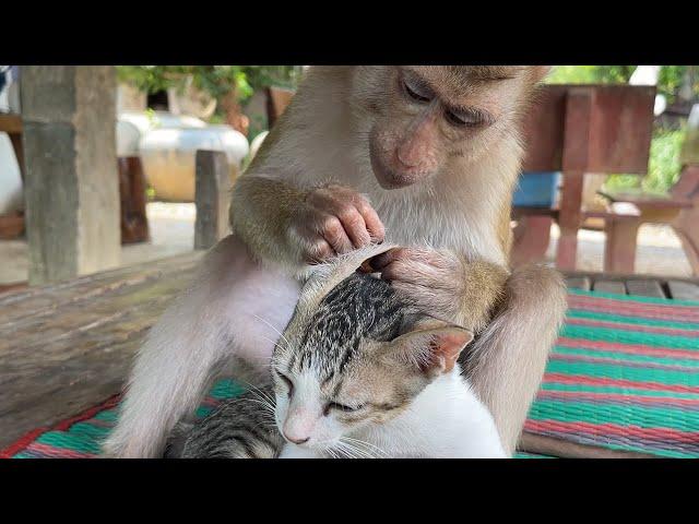 Cute Kitty Mally Very Sleepy While Adorable Monkey Zueii Grooming Her