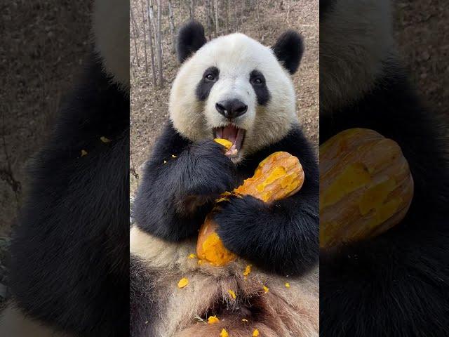  ClOSE-UP: Foodie Giant Panda  | Adorable Panda  吃货熊猫大特写