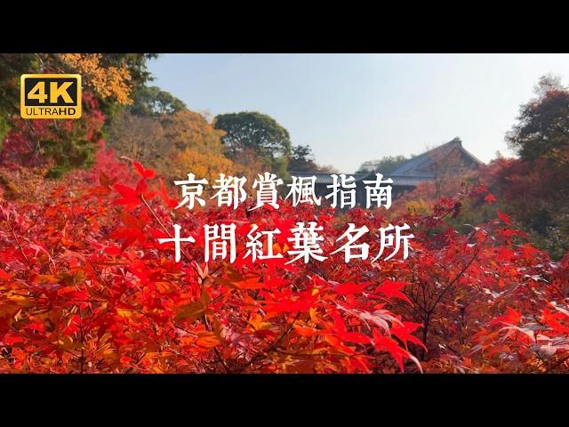 【Kyoto Solo Trip】2024 Kyoto Autumn Foliage Guide! Top 10 Selected Spots