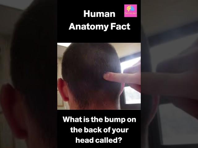 Do you have any idea what that bump on the back of your head is called? Comment  #shorts #facts