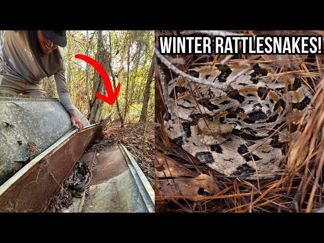 South Georgia Rattlesnake Dens! Looking for Venomous Snakes and Other Reptiles