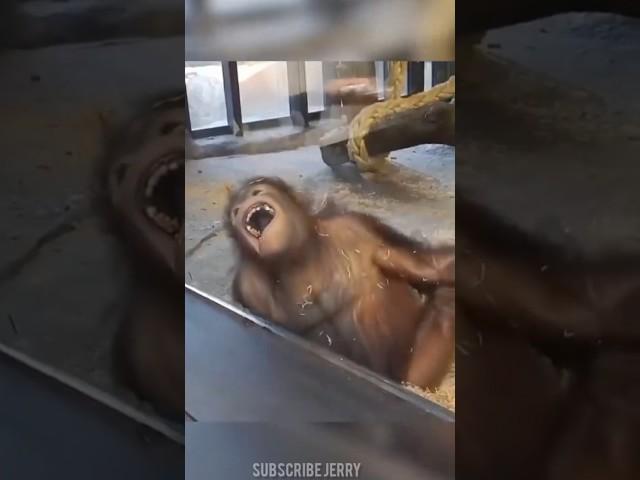 Funny Donkey video and Monkey laughing 2023 #donkey #monkey #shorts