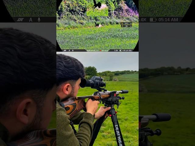 The Silent Assassin: Hunting With .22LR Subsonics | DNT ThermNight 335R