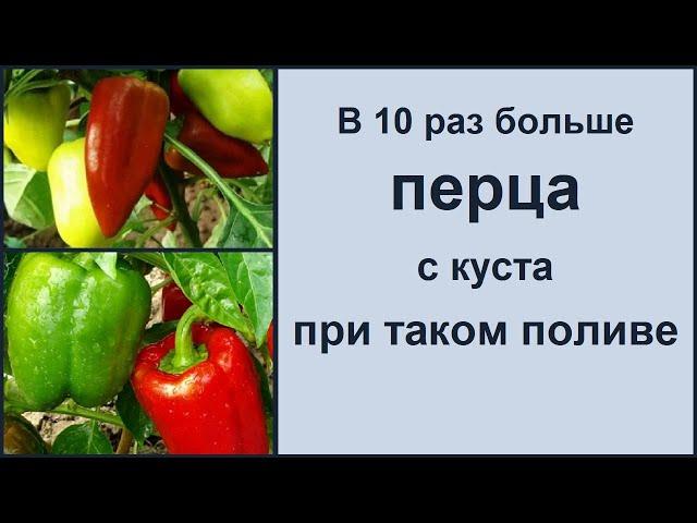 ПЕРЕЦ СЛАДКИЙ БОЛГАРСКИЙ - В 10 РАЗ БОЛЬШЕ ПЕРЦА С КУСТА ПРИ ТАКОМ ВЫРАЩИВАНИИ