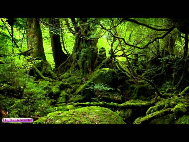 Celtic Music | Ancient Forest | Celtic Lute & Guitar Music