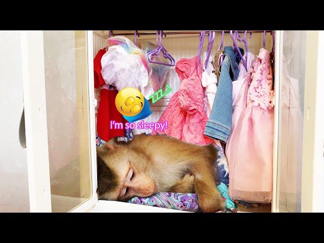 Super cute! Monkey LyLy fell asleep in the closet after being tired of choosing a dress