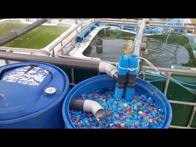 Recirculation Aquaculture System - RAS at SUMAJKT HQ