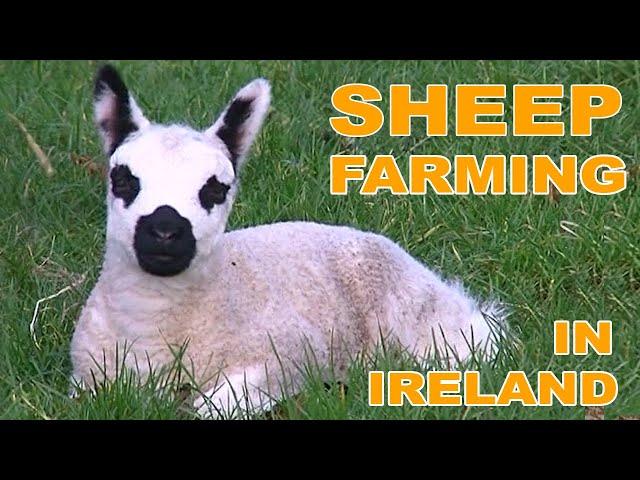 Sheep Farming in Ireland Documentary  - A Year in the Life of an Irish Sheep Farmer