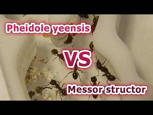 Бой муравьёв за территорию. Messor structor vs Pheidole yeensis